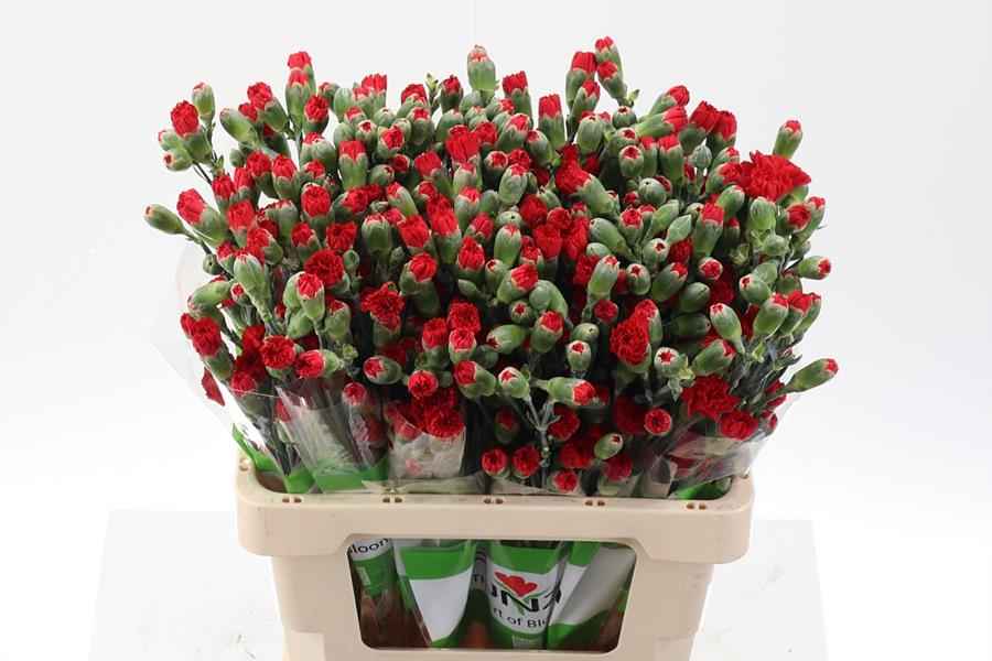 Срезанные цветы оптом Dianthus sp zumba от 100шт из Голландии с доставкой по России