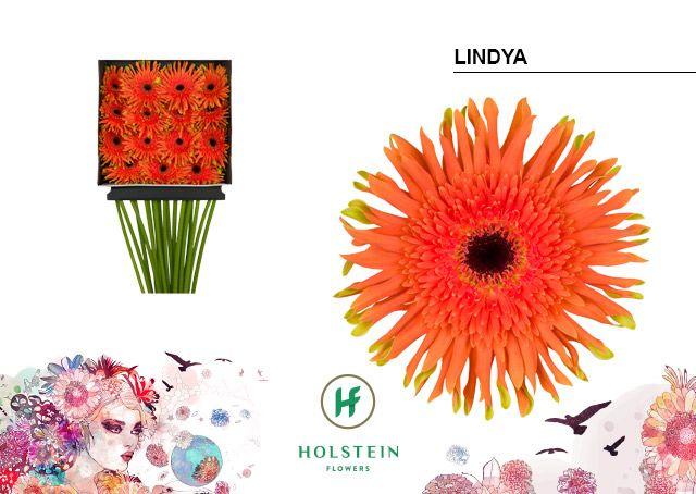 Срезанные цветы оптом Gerbera diamond gerpasta lindya от 15шт из Голландии с доставкой по России