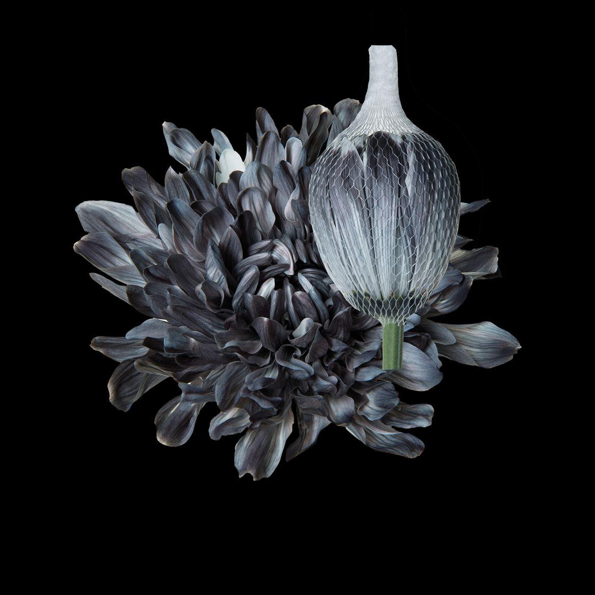 Срезанные цветы оптом Chrys bl paint antonov grey от 40шт из Голландии с доставкой по России