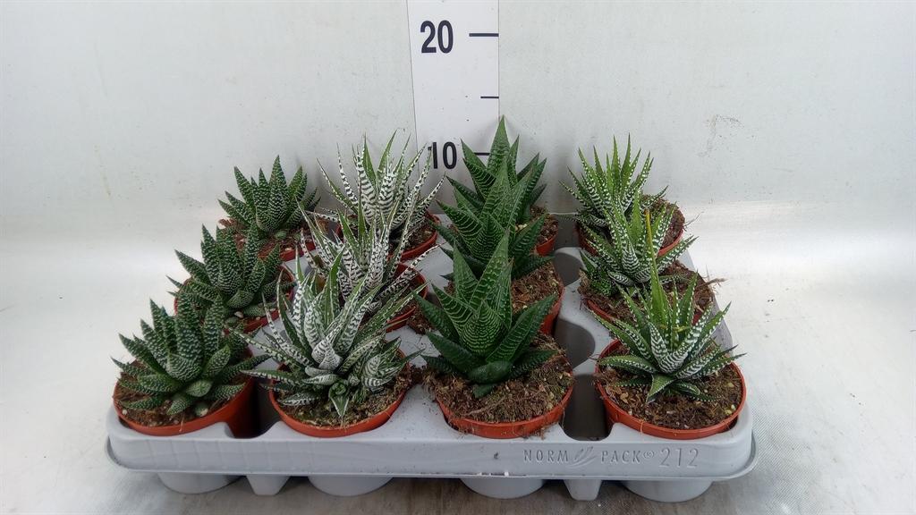 Горшечные цветы и растения оптом Haworthia   ...mix от 12шт (для телеги) из Голландии с доставкой по России
