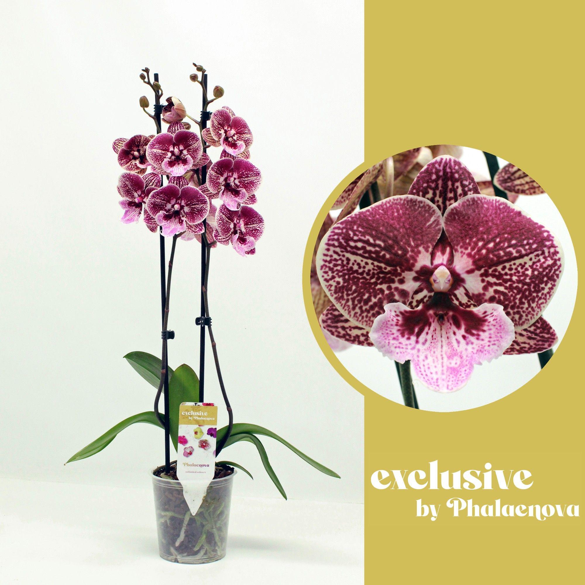 Горшечные цветы и растения оптом Phal 2st Ingrid 16+ от 10шт из Голландии с доставкой по России