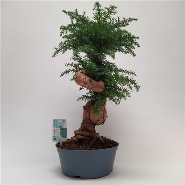 Горшечные цветы и растения оптом Araucaria Cunninghamii Bonsai от 2шт из Голландии с доставкой по России