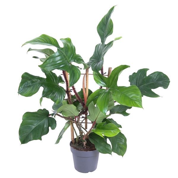 Горшечные цветы и растения оптом Philodendron Red Wonder On Reck от 1шт из Голландии с доставкой по России