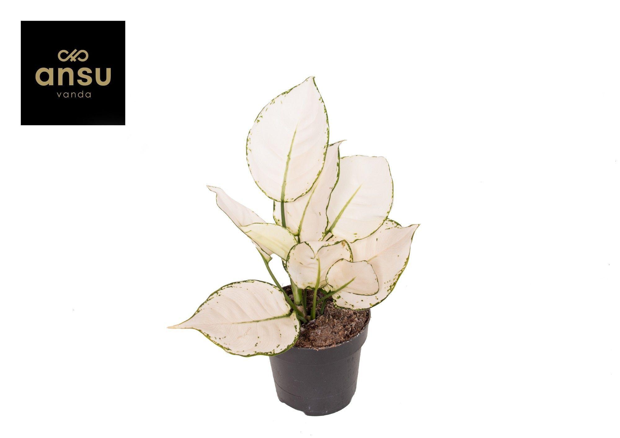 Горшечные цветы и растения оптом Aglaonema White Joy Small от 6шт из Голландии с доставкой по России