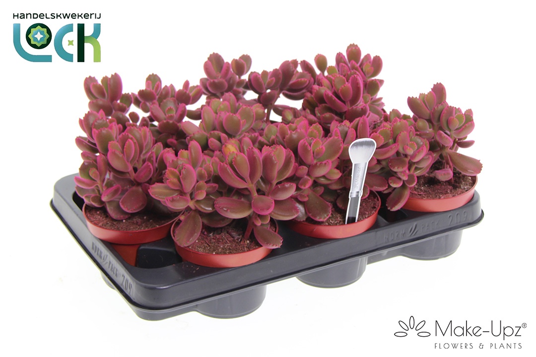 Горшечные цветы и растения оптом Cotyledon Ladismithiensis Pink от 9шт из Голландии с доставкой по России