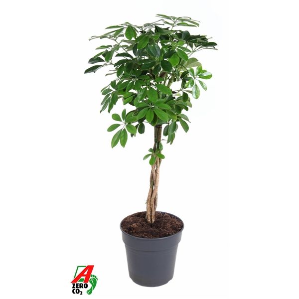 Горшечные цветы и растения оптом Schefflera Compacta Twisted Stem от 1шт из Голландии с доставкой по России