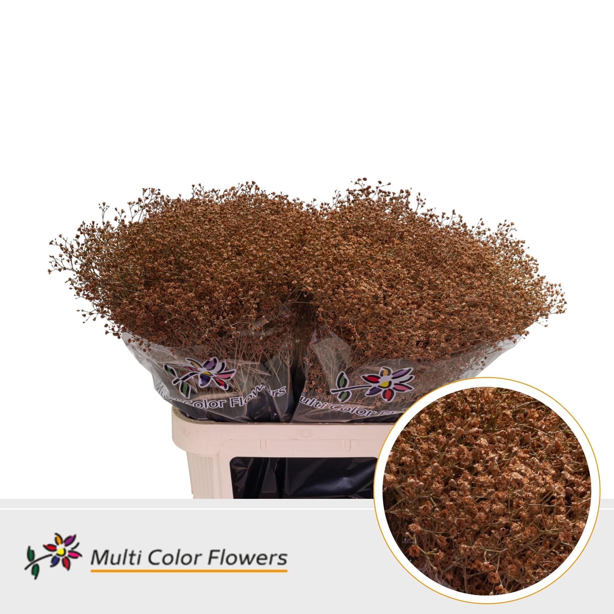 Срезанные цветы оптом Gyps large paint caramel от 50шт из Голландии с доставкой по России