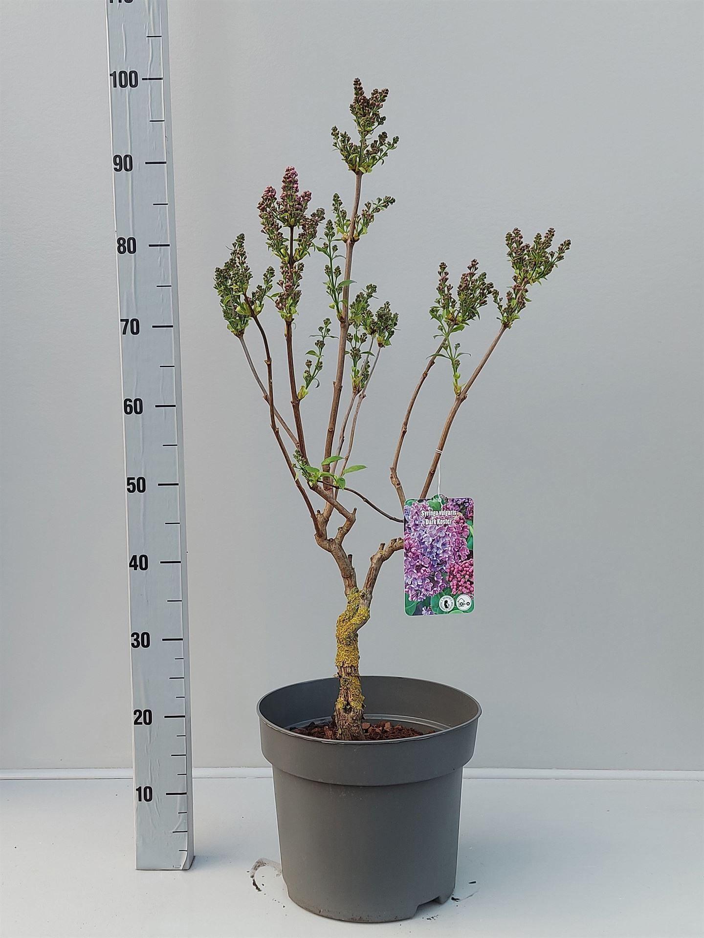 Горшечные цветы и растения оптом Syringa Vulg. от 1шт из Голландии с доставкой по России