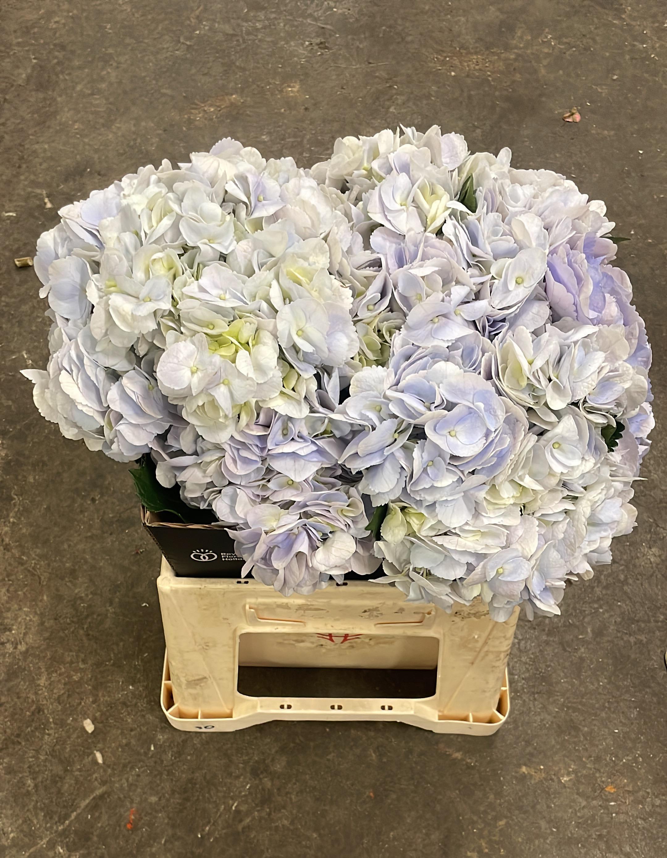 Срезанные цветы оптом Hydrangea dream pink от 10шт из Голландии с доставкой по России