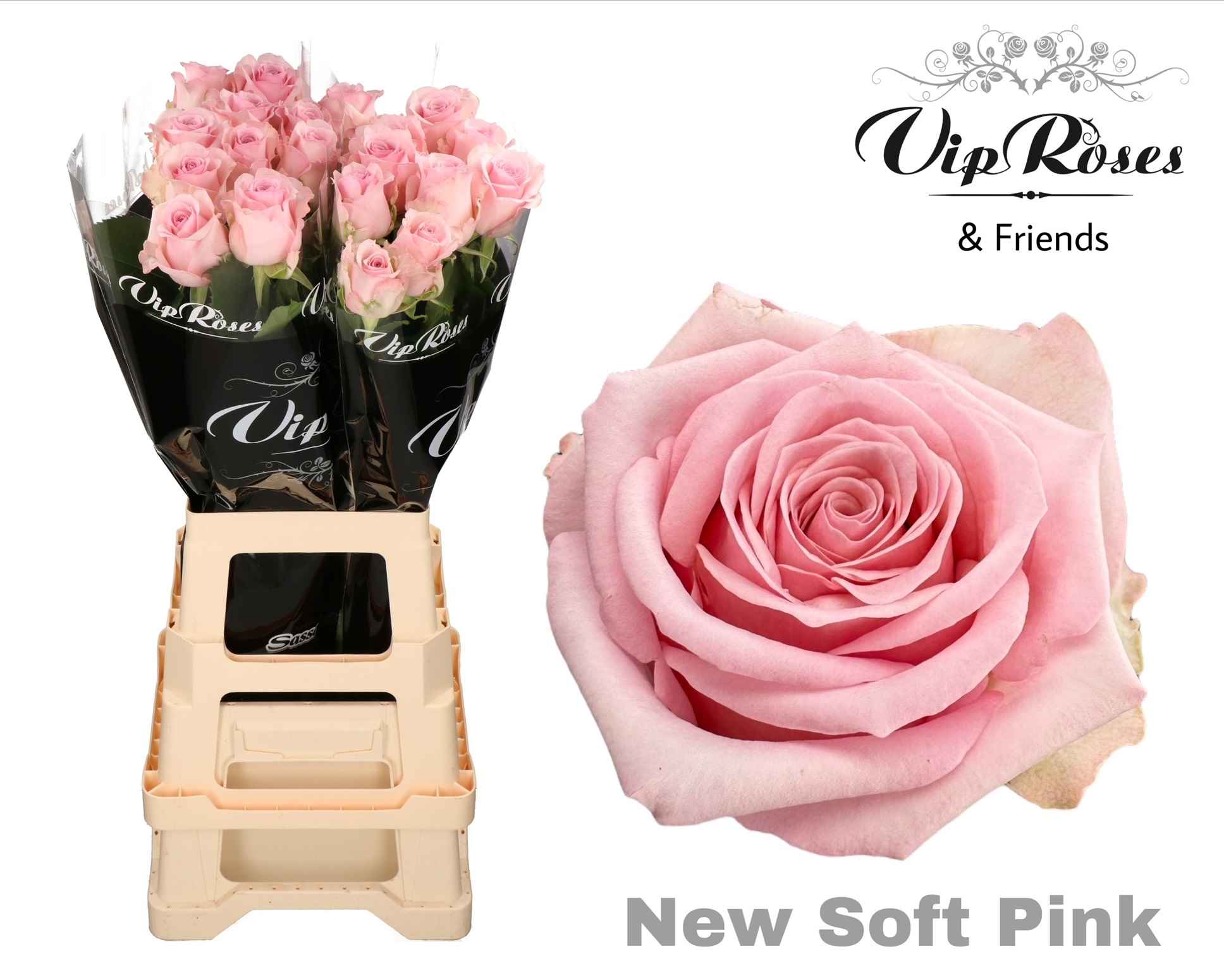 Срезанные цветы оптом Rosa la new pink soft от 10шт из Голландии с доставкой по России