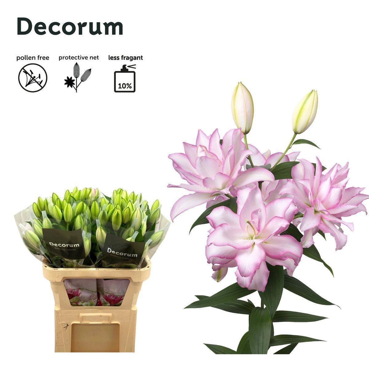 Срезанные цветы оптом Lilium or dbl roselily anouska от 40шт из Голландии с доставкой по России