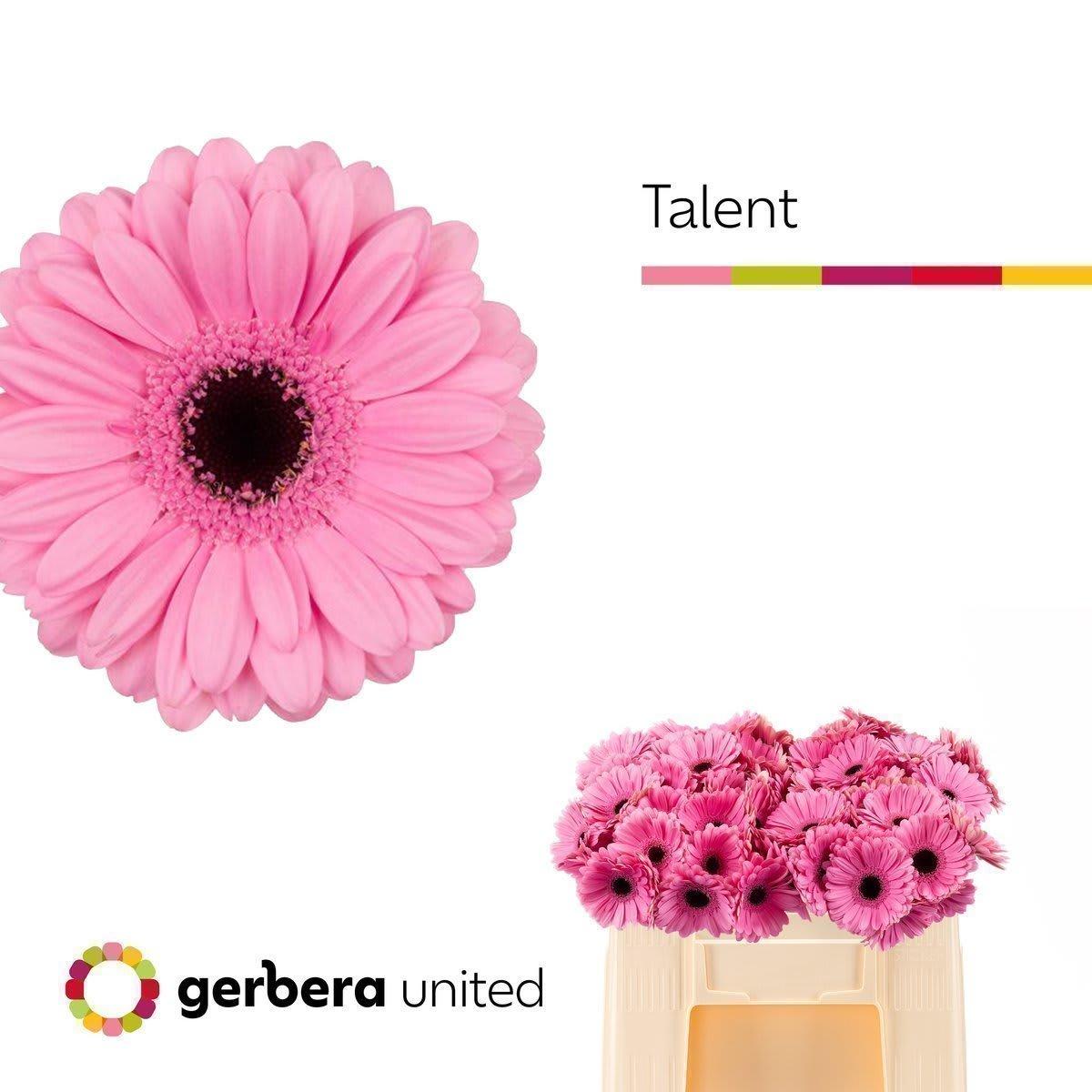 Срезанные цветы оптом Germini talent от 80шт. из Голландии с доставкой по России