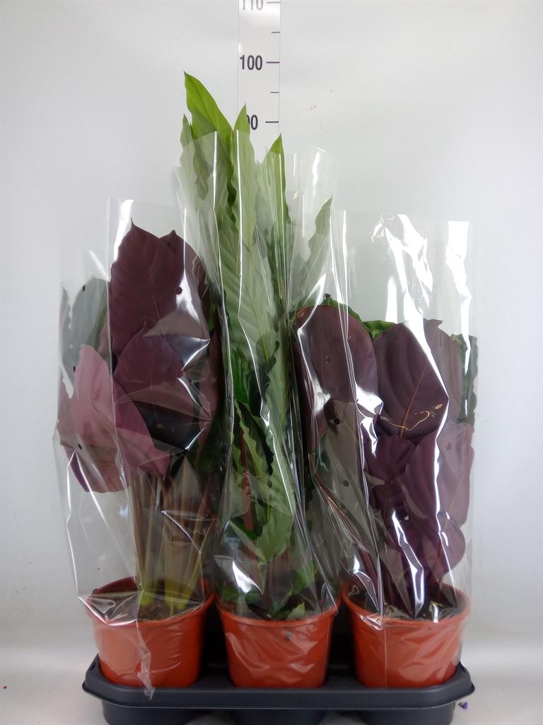 Горшечные цветы и растения оптом Calathea   ...mix от 3шт из Голландии с доставкой по России