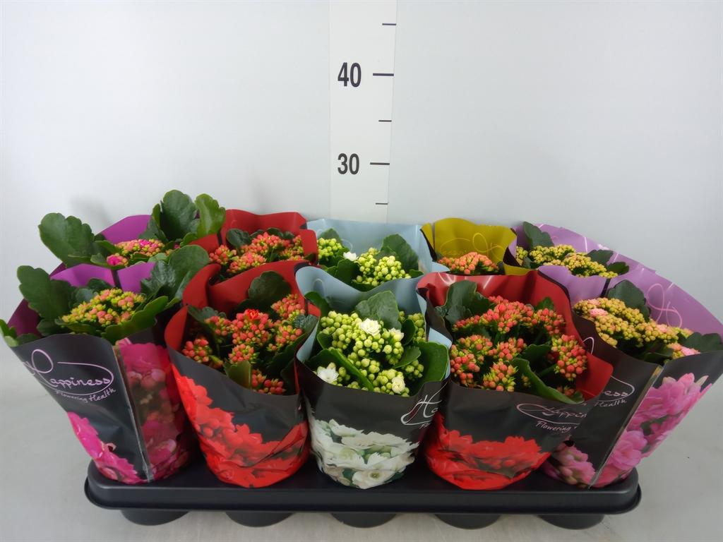 Горшечные цветы и растения оптом Kalanchoe Blos.   ..rosebud Rs Fl 5 от 10шт из Голландии с доставкой по России
