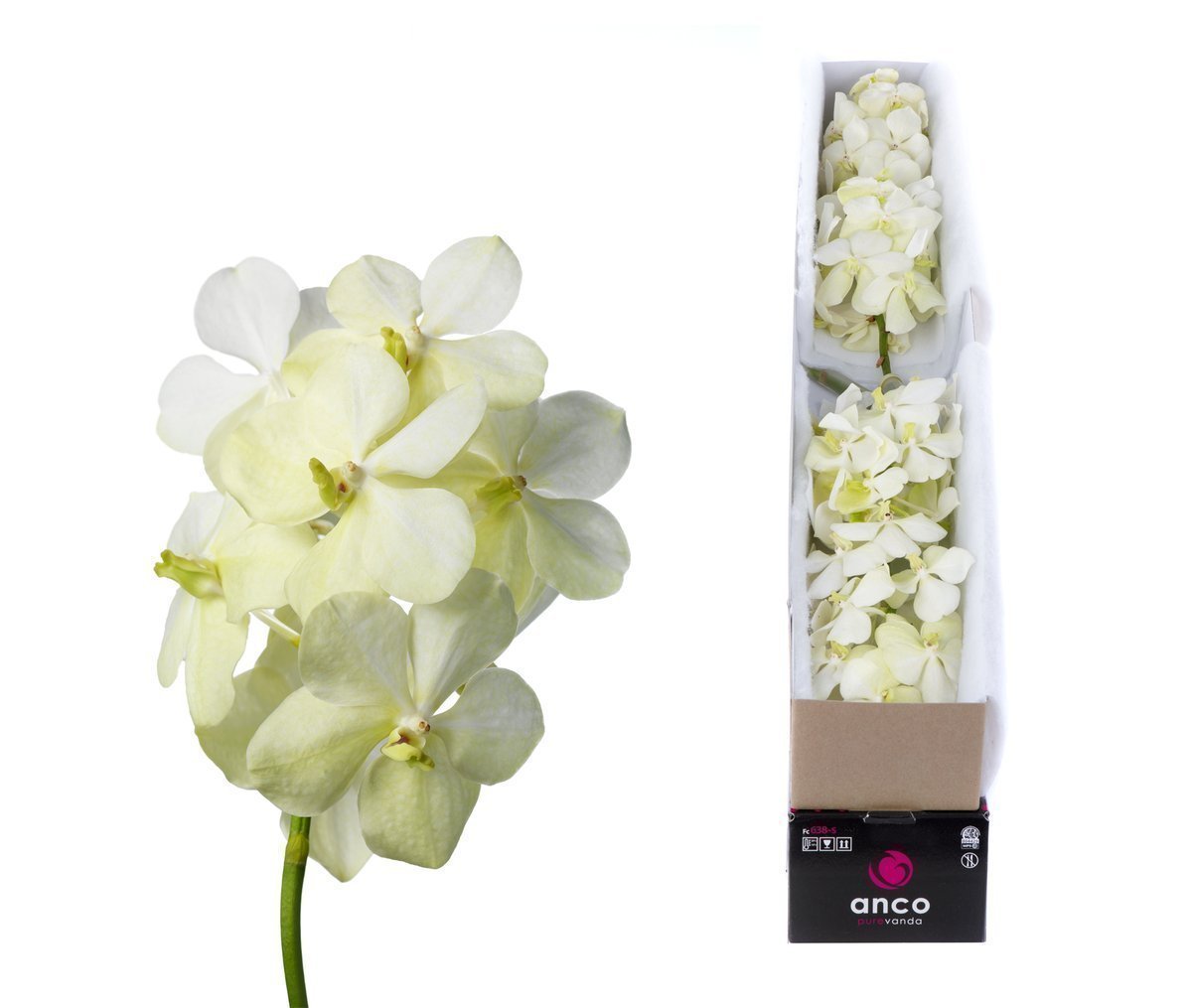Срезанные цветы оптом Vanda tayanee white per stem от 5шт из Голландии с доставкой по России