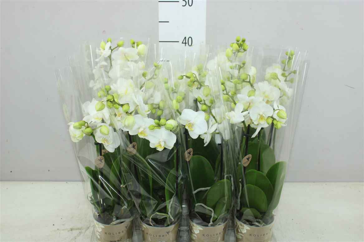Горшечные цветы и растения оптом Phal Midi Wit 2 Tak от 12шт из Голландии с доставкой по России