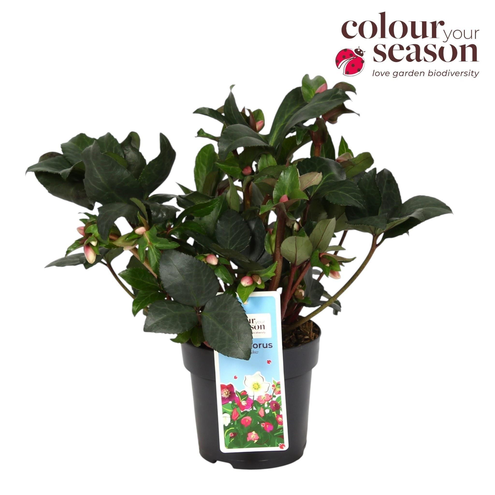 Горшечные цветы и растения оптом Helleborus Angel Glow от 6шт из Голландии с доставкой по России