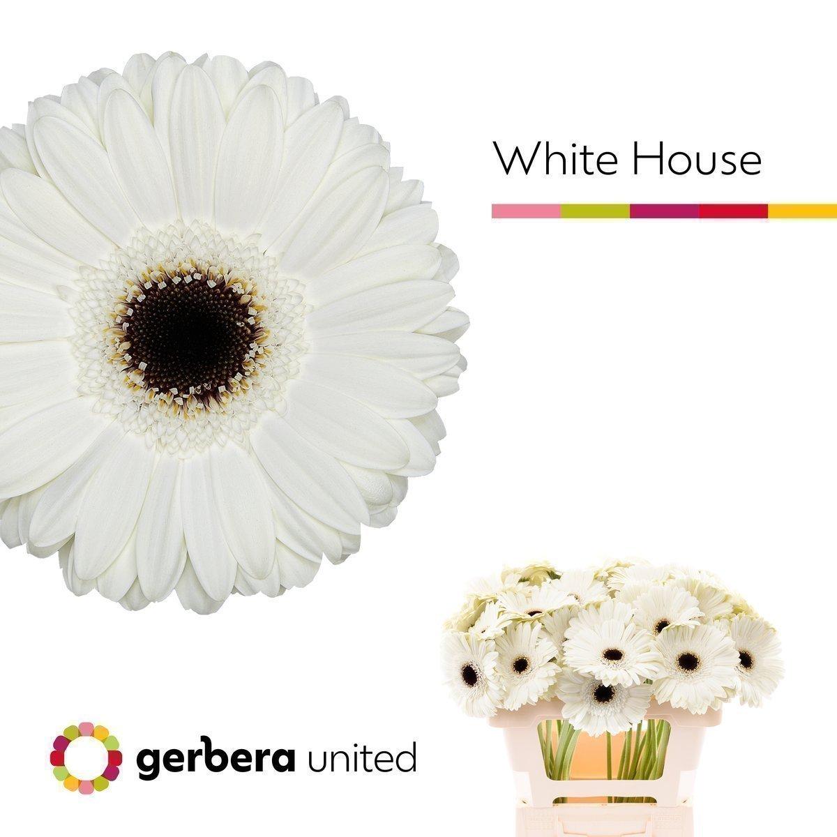 Срезанные цветы оптом Gerbera white house от 40шт из Голландии с доставкой по России