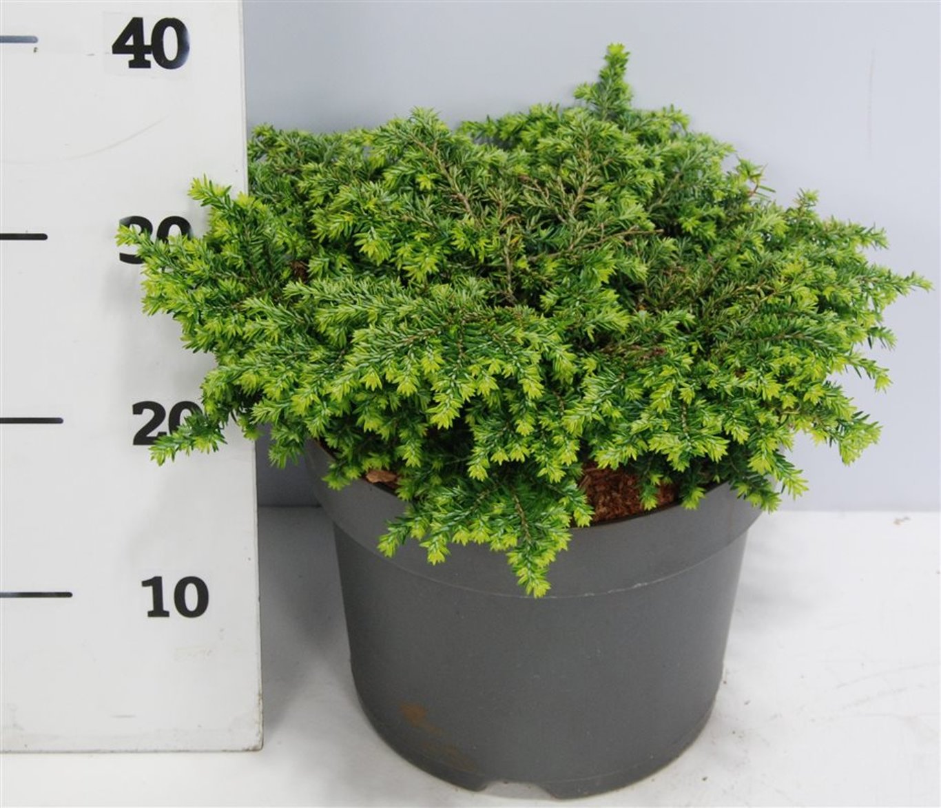 Горшечные цветы и растения оптом Tsuga Can Popelesky от 1шт из Голландии с доставкой по России