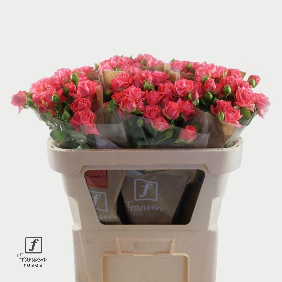 Срезанные цветы оптом Rosa spray barbados от 30шт из Голландии с доставкой по России