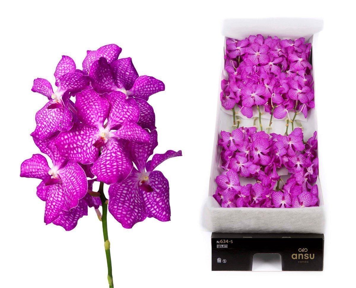 Срезанные цветы оптом Vanda kanchana magic pink per stem от 5шт. из Голландии с доставкой по России