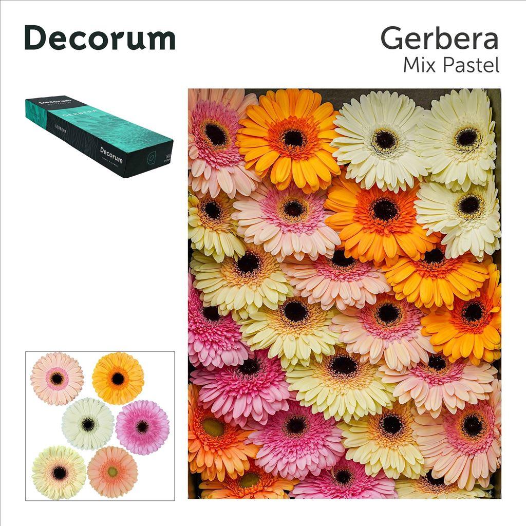 Срезанные цветы оптом Gerbera mix pastel от 50шт из Голландии с доставкой по России