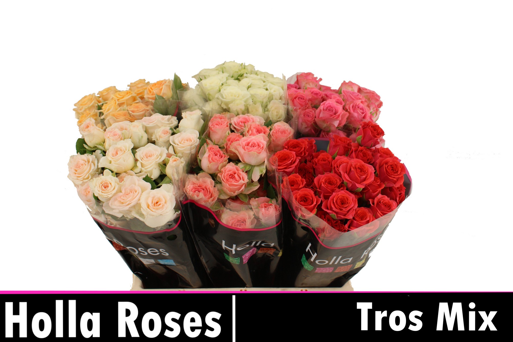 Срезанные цветы оптом Rosa spray mix in bucket от 50шт из Голландии с доставкой по России