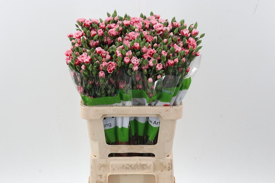Срезанные цветы оптом Dianthus sp scarlette plus от 100шт из Голландии с доставкой по России
