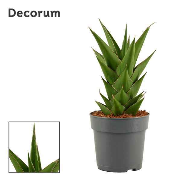 Горшечные цветы и растения оптом Sansevieria Temple Crown (decorum) от 10шт из Голландии с доставкой по России