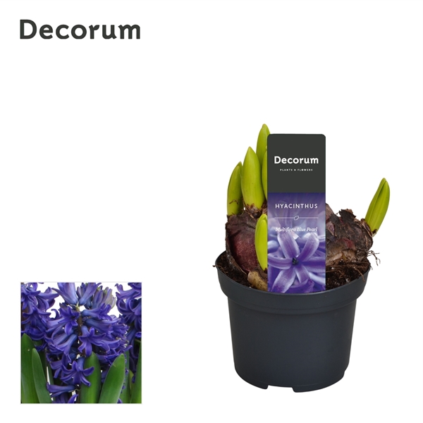 Горшечные цветы и растения оптом Hyacinthus Multiflora Blue (decorum) от 18шт из Голландии с доставкой по России