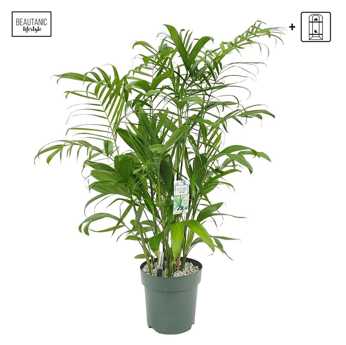 Горшечные цветы и растения оптом Chamaedorea Seifrizii + Watermeter от 1шт из Голландии с доставкой по России