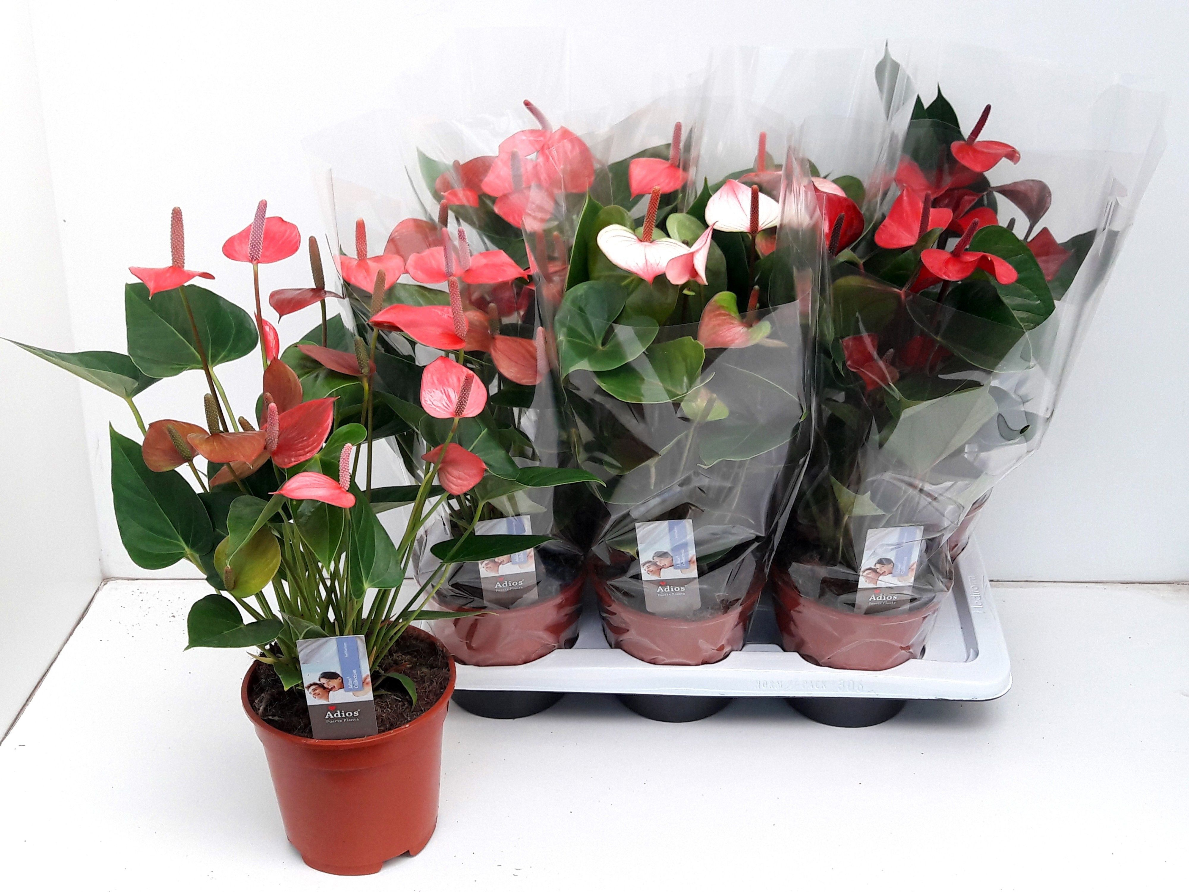 Горшечные цветы и растения оптом Anthu An Gem 3 Kl от 6шт из Голландии с доставкой по России