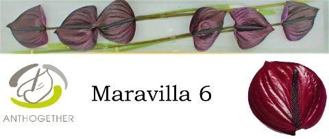 Срезанные цветы оптом Anthurium maravilla от 6шт из Голландии с доставкой по России