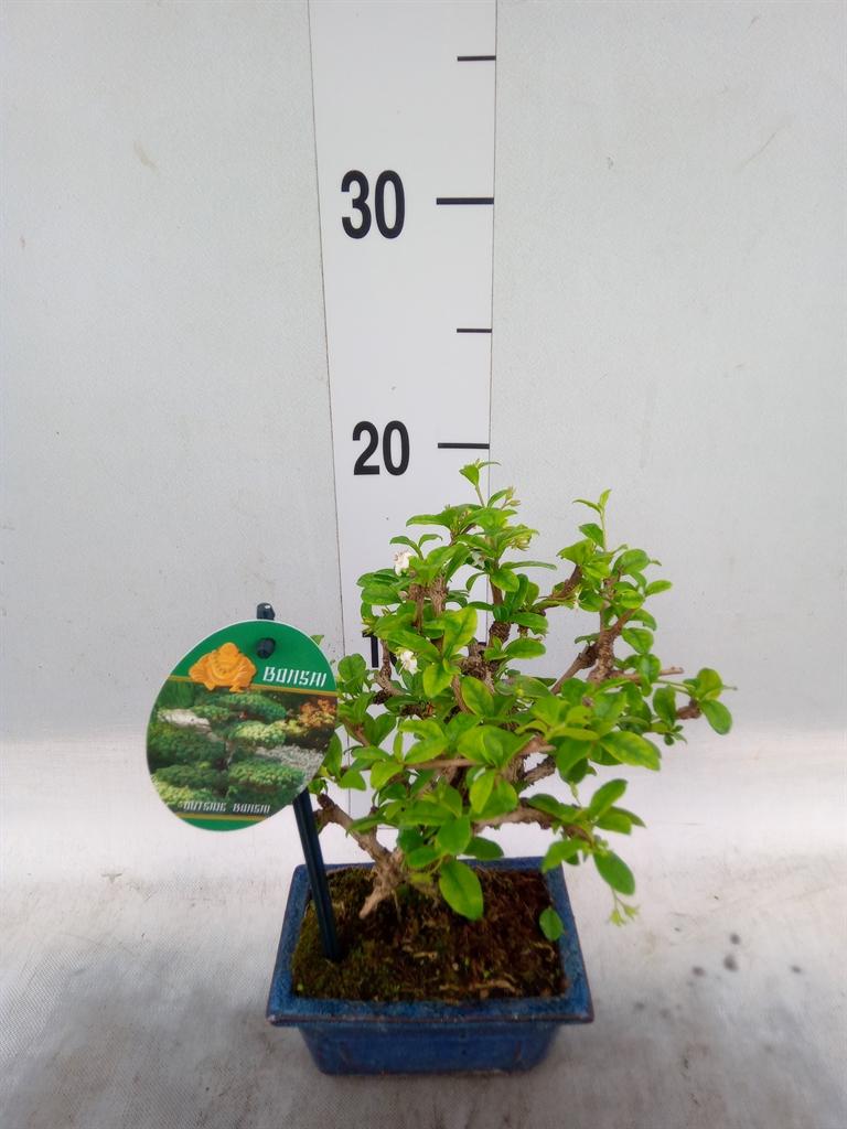 Горшечные цветы и растения оптом Bonsai   ...mix от 12шт из Голландии с доставкой по России