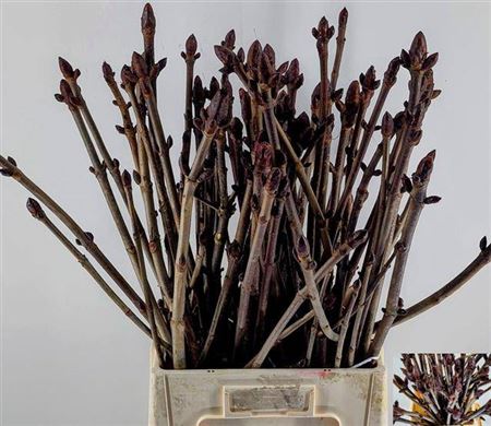 Срезанные цветы оптом Aesculus stem bronze (chestnut) от 50шт из Голландии с доставкой по России