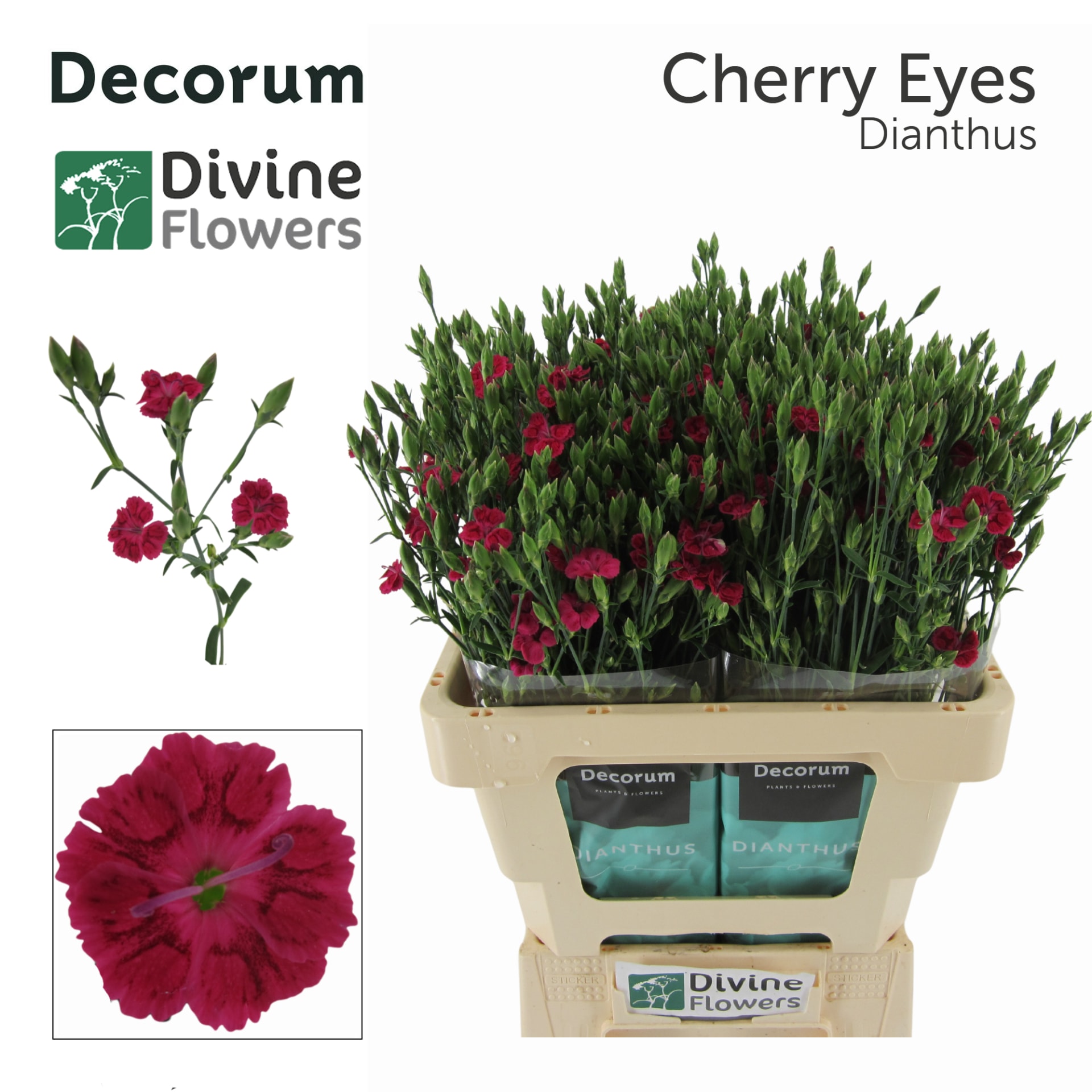 Срезанные цветы оптом Dianthus от 60шт из Голландии с доставкой по России