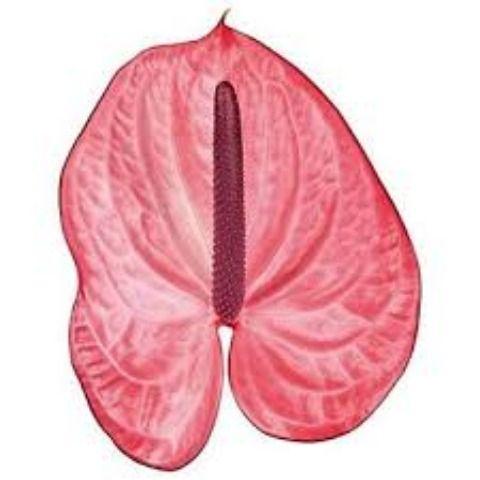 Срезанные цветы оптом Anthurium candy от 15шт из Голландии с доставкой по России
