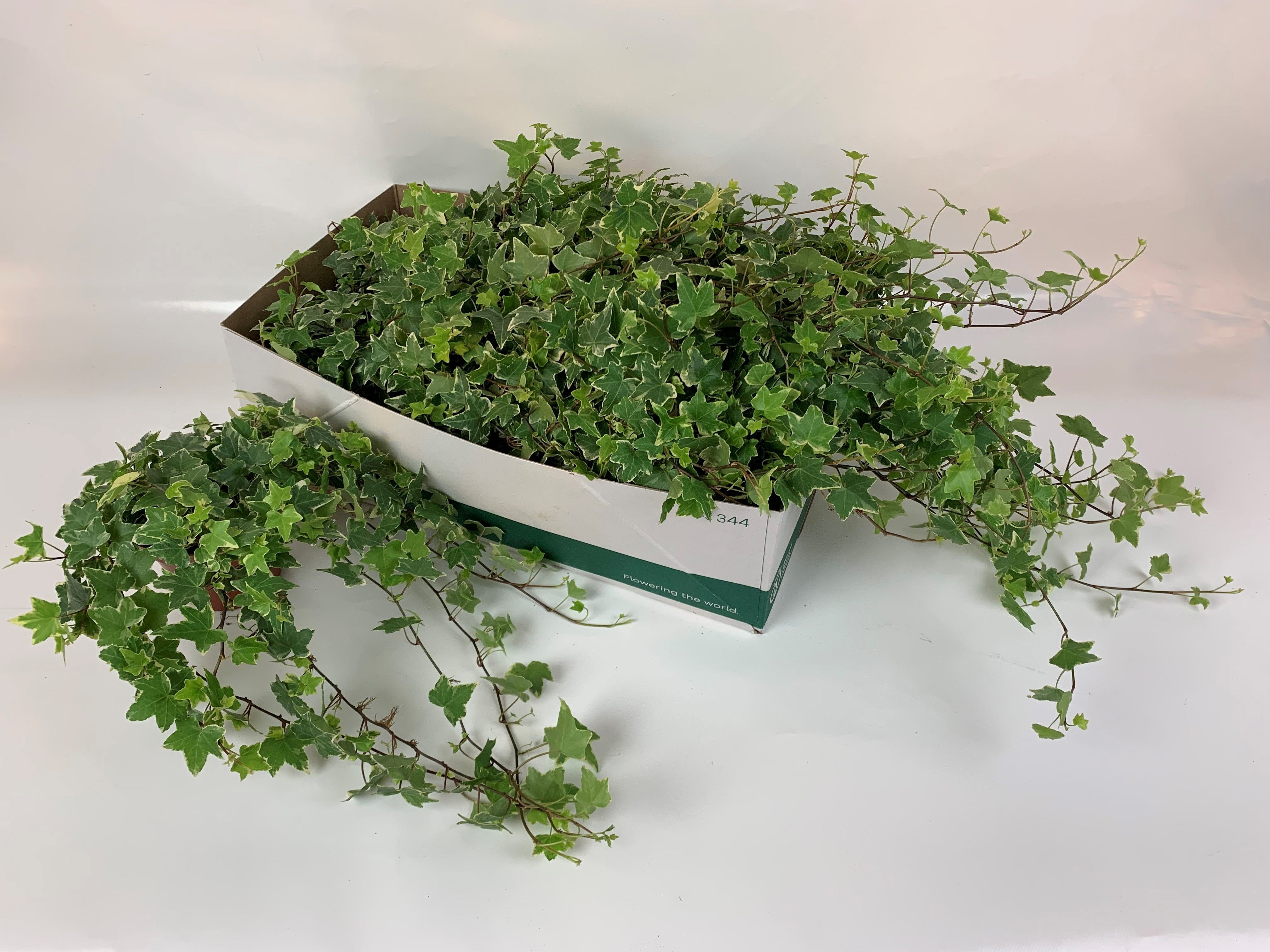 Горшечные цветы и растения оптом Hed He Eva от 12шт из Голландии с доставкой по России