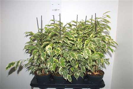 Горшечные цветы и растения оптом Fic Be Samantha от 8шт из Голландии с доставкой по России