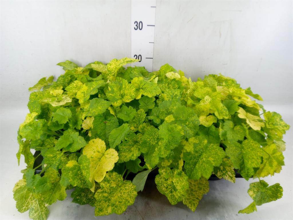 Горшечные цветы и растения оптом Tolmiea Menziesii   ...variegated от 6шт из Голландии с доставкой по России