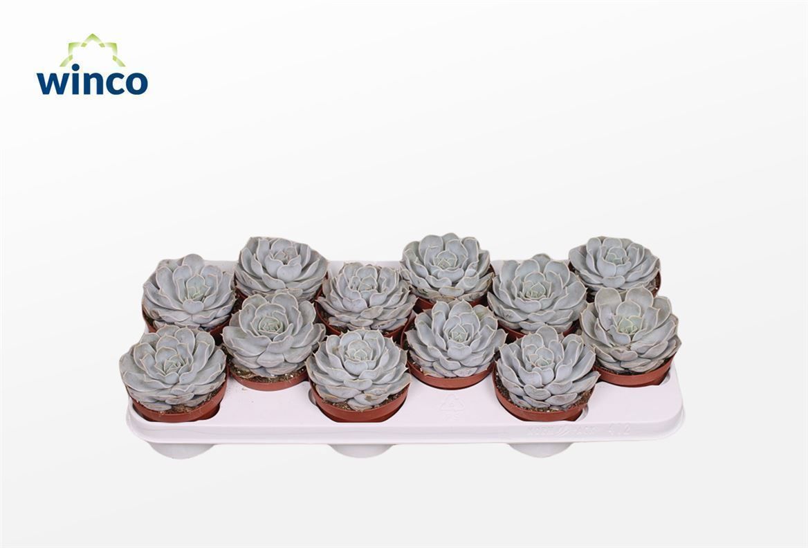 Горшечные цветы и растения оптом Echeveria Rinionii от 10шт из Голландии с доставкой по России
