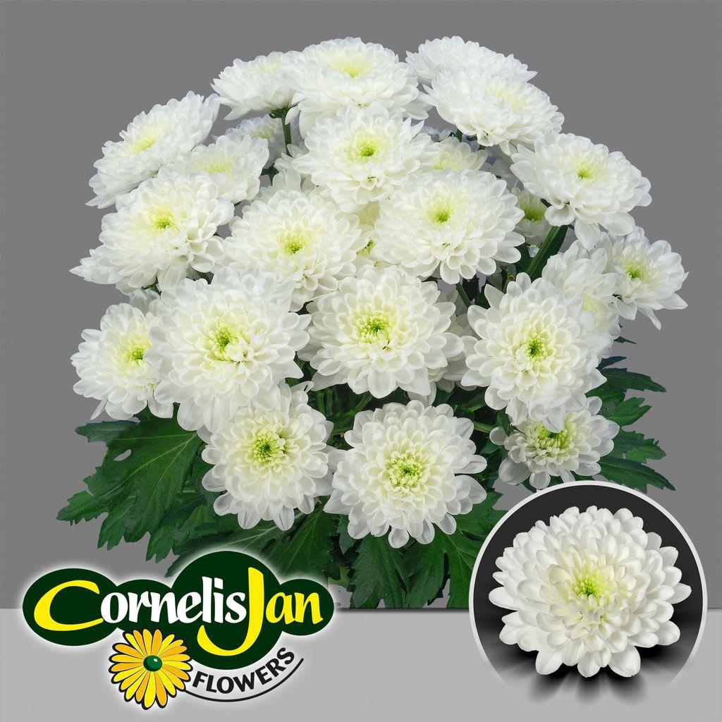 Срезанные цветы оптом Chrys sp altaj от 80шт из Голландии с доставкой по России