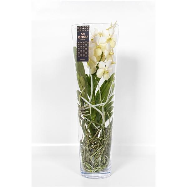 Горшечные цветы и растения оптом Vanda Lisanne 70 White от 1шт из Голландии с доставкой по России