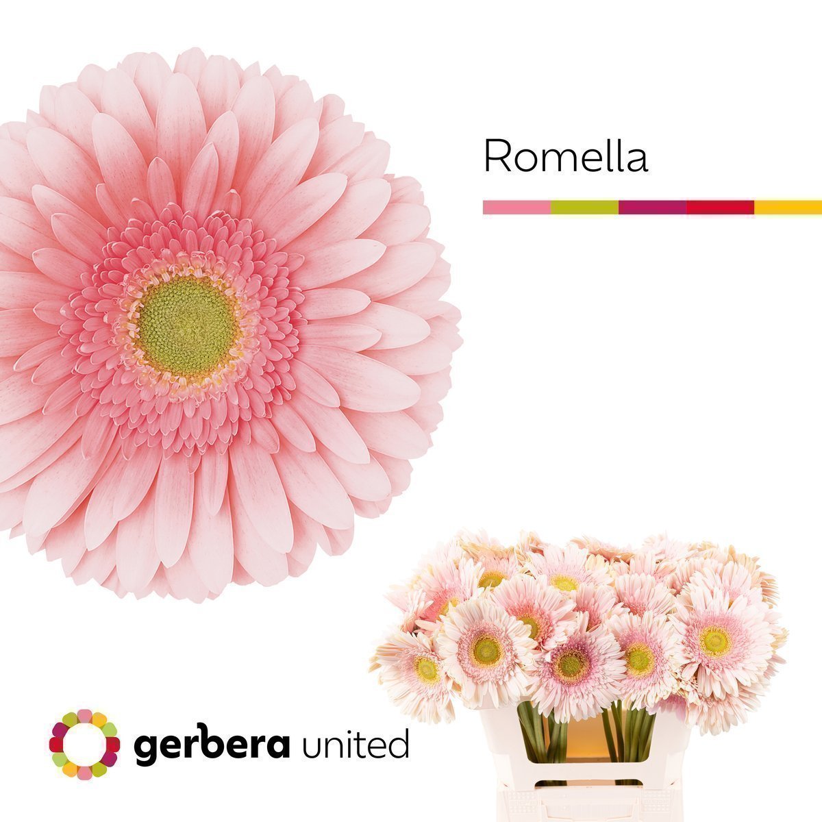 Срезанные цветы оптом Gerbera romella от 40шт из Голландии с доставкой по России