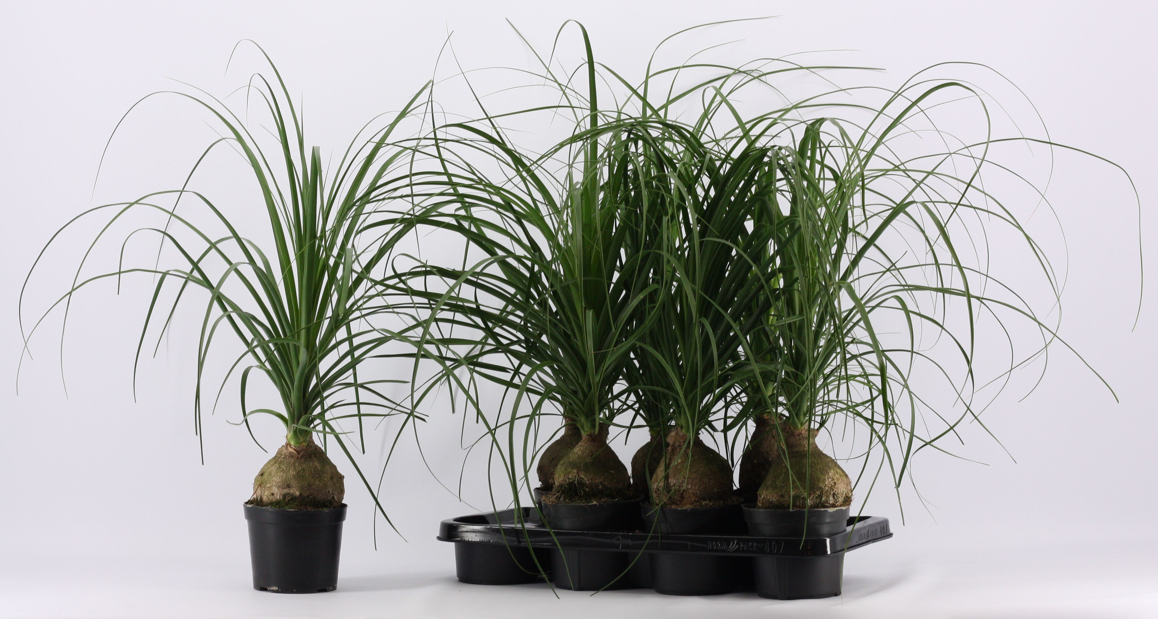 Горшечные цветы и растения оптом Beaucarnea Bol 1+ Head от 7шт из Голландии с доставкой по России