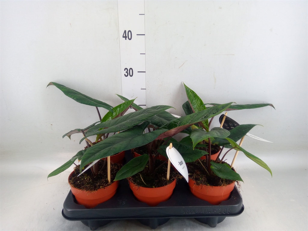 Горшечные цветы и растения оптом Alocasia Scalprum от 6шт (для телеги) из Голландии с доставкой по России