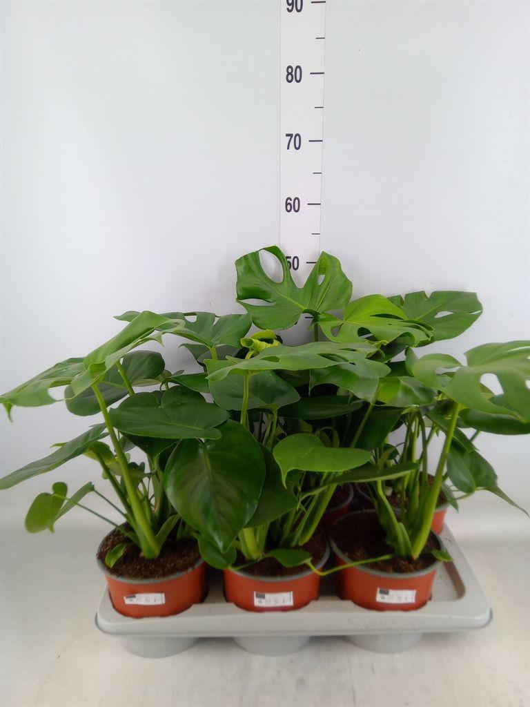 Горшечные цветы и растения оптом Monstera Delic. от 6шт из Голландии с доставкой по России