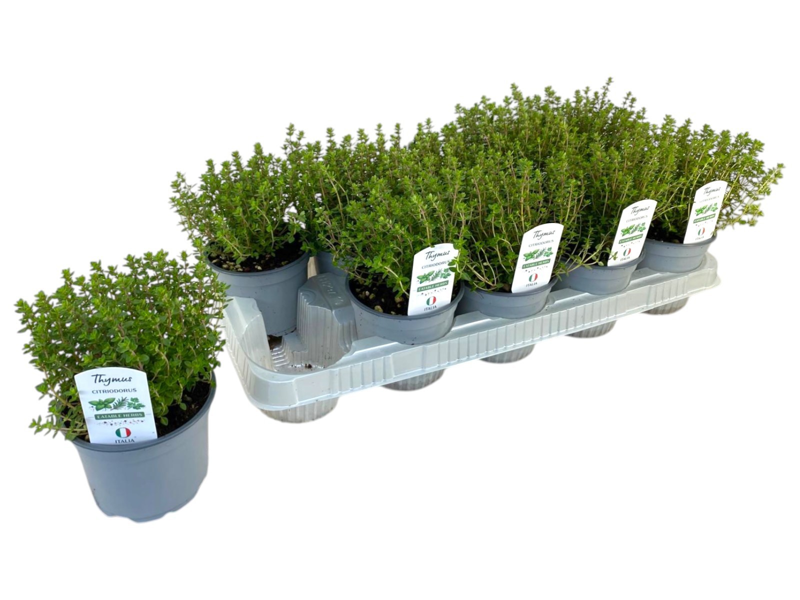 Горшечные цветы и растения оптом Thymus Citriodorus P12 от 10шт из Голландии с доставкой по России