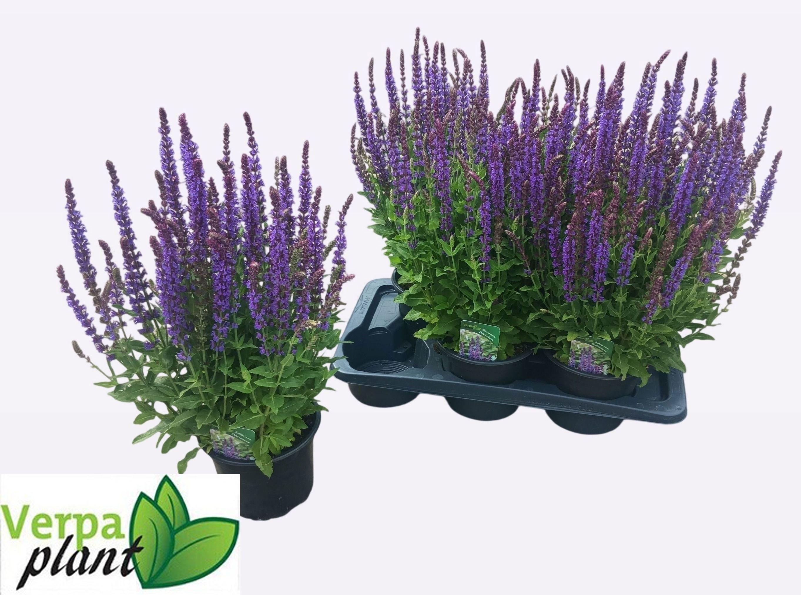 Горшечные цветы и растения оптом Salvia Ne Ostfriesl от 6шт из Голландии с доставкой по России