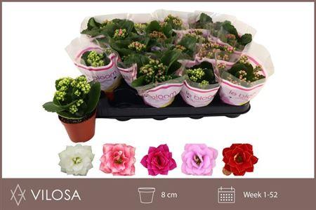 Горшечные цветы и растения оптом Kal Cal Mix от 16шт (для телеги) из Голландии с доставкой по России